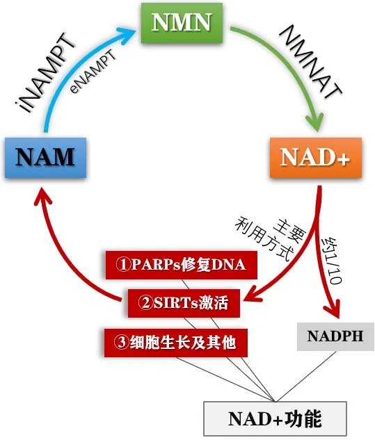 NMN-5 NMN-5