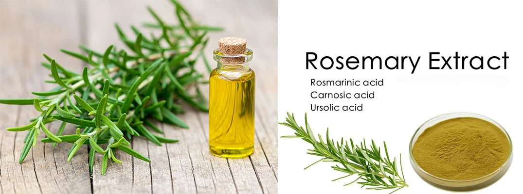 rosemary-extracts-oil