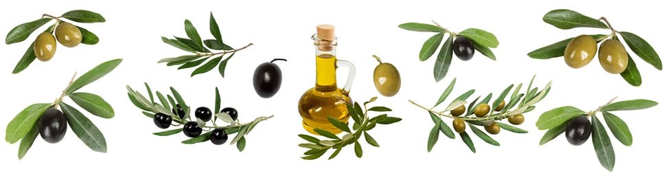 olive-fruit-leaf-extract